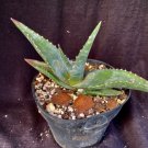 Aloe Meyeri Aloe Plant Fresh Garden Aloe Meyeri Aloe Plant Fresh Garden