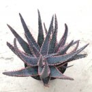 Aloe Purple Haze Comes In A 3.5v Pot Fresh Garden