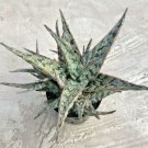 Aloe Sidewinder Comes In A 3.5 Pot Fresh Garden Aloe Sidewinder Comes In A 3.5 Pot Fresh Garden