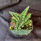 Aloe Variegata Aloe Plant Fresh Garden Aloe Variegata Aloe Plant Fresh Garden