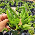 Aloe Vera Succulent Plant Fresh Garden Aloe Vera Succulent Plant Fresh Garden