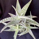 Aloe X Delta Lights Aloe Plant Fresh Garden Aloe X Delta Lights Aloe Plant Fresh Garden