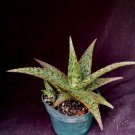 Aloe X Pink Blush Aloe Plant Fresh Garden Aloe X Pink Blush Aloe Plant Fresh Garden
