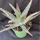 Aloe X Piranha Aloe Plant Fresh Garden Aloe X Piranha Aloe Plant Fresh Garden