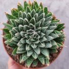 Aristaloe Aristata Lace Aloe Succulent Plant Fresh Garden Aristaloe Aristata Lace Aloe Succulent Plant Fresh Garden
