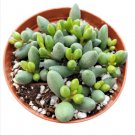 Aloe Perfoliata - Mitre Aloe Rubble Aloe Fresh Garden Aloe Perfoliata - Mitre Aloe Rubble Aloe Fresh Garden