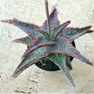 Aloe Oik Comes In A 3.5 Pot Fresh Garden