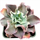 Assorted Succulent Cutting Set Succulent Plant Fresh Garden