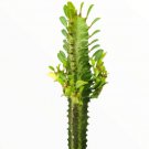 Assorted Succulent Cuttings Clippings With 10 Varieties Plants Fresh Garden Assorted Succulent Cuttings Clippings With 10 Varieties Plants Fresh Garden