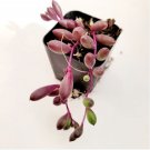 Assorted Succulent Set In 2  Pots Fresh Garden
