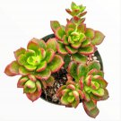 Assorted Succulent Set Shown In 4  Pots Succulent Plant Fresh Garden