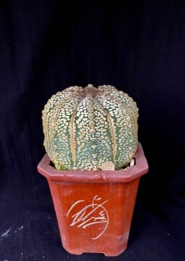 Astrophytum Asterias Cv. Super Kabuto Cactus Plant Fresh Garden