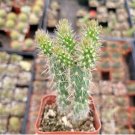 Austrocylindropuntia Cylindrica Cactus Fresh Garden