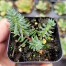 Burro S Tail Donkey S Tail Sedum Morganianum Succulents Rooted In 4 Plant Pot Fresh Garden Burro S Tail Donkey S Tail Sedum Morganianum Succulents Rooted In 4 Plant Pot Fresh Garden