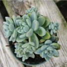 Cereus Cactus Fairytale Castle Cactus Fresh Garden