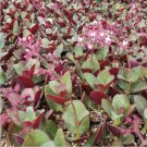 Ceropegia Woodii String Of Hearts Orange River Succulent Plant Fresh Garden Ceropegia Woodii String Of Hearts Orange River Succulent Plant Fresh Garden