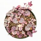 Ceropegia Woodii Variegated String Of Hearts Succulent Plant Fresh Garden Ceropegia Woodii Variegated String Of Hearts Succulent Plant Fresh Garden
