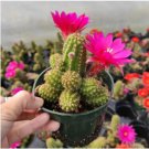Chamaelobivia Rose Quartz Peanut Cactus Fresh Garden