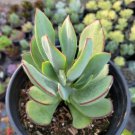 Cotyledon Mint Truffles Succulent Plant Fresh Garden Cotyledon Mint Truffles Succulent Plant Fresh Garden