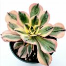 Cotyledon Orbiculata - Pig S Ear Succulent Plant Fresh Garden Cotyledon Orbiculata - Pig S Ear Succulent Plant Fresh Garden