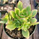 Cotyledon Orbiculata Happy Young Lady Succulent Plant Fresh Garden Cotyledon Orbiculata Happy Young Lady Succulent Plant Fresh Garden