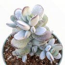 Cotyledon Orbiculata Ping Pong Succulent Plant Fresh Garden Cotyledon Orbiculata Ping Pong Succulent Plant Fresh Garden