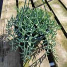 Cotyledon Orbiculata Silver Peak Succulent Plant Fresh Garden Cotyledon Orbiculata Silver Peak Succulent Plant Fresh Garden