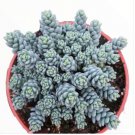 Cotyledon Orbiculata Cv. Succulent Plant Rooted In 2  Plant Pot Fresh Garden