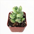 Cotyledon Pendens Succulent Plant Fresh Garden Cotyledon Pendens Succulent Plant Fresh Garden
