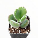 Cotyledon Tomentosa Bear S Paw Succulent Plant Fresh Garden Cotyledon Tomentosa Bear S Paw Succulent Plant Fresh Garden