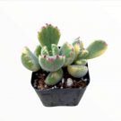 Cotyledon Tomentosa Variegated Bear S Paw Succulent Plant Fresh Garden Cotyledon Tomentosa Variegated Bear S Paw Succulent Plant Fresh Garden