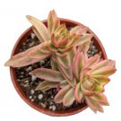 Crassula Arborescens Undulatifolia Ripple Curly Jade 5 - 6 Rooted In 2 Pots Fresh Garden