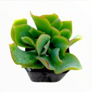 Crassula Arborescens Undulatifolia Ripple Jade Succulent Plant Fresh Garden Crassula Arborescens Undulatifolia Ripple Jade Succulent Plant Fresh Garden