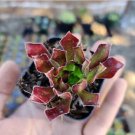 Crassula Argentea Money Tree Variegata Succulent Plant Fresh Garden Crassula Argentea Money Tree Variegata Succulent Plant Fresh Garden
