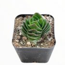 Crassula Buddha S Temple Succulent Plant Fresh Garden Crassula Buddha S Temple Succulent Plant Fresh Garden