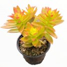 Crassula Capitella Campfire Succulent Plant Fresh Garden
