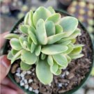 Crassula Capitella Campfire Variegata Succulent Plant Fresh Garden
