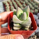 Crassula Cephalophora Succulent Plant Fresh Garden