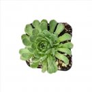 Crassula Congesta Green Beans Succulent Plant Fresh Garden Crassula Congesta Green Beans Succulent Plant Fresh Garden
