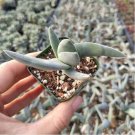 Crassula Falcata Propeller Plant Succulent Plant Fresh Garden