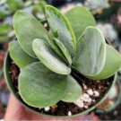 Crassula Fallwood Succulent Plant Fresh Garden