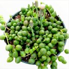 Crassula Capitella Subsp. Thyrsiflora - Red Pagoda Succulent Plant Fresh Garden Crassula Capitella Subsp. Thyrsiflora - Red Pagoda Succulent Plant Fresh Garden