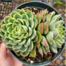 Crassula Fantasy Baby S Necklace Variegated Succulent Plant Fresh Garden Crassula Fantasy Baby S Necklace Variegated Succulent Plant Fresh Garden