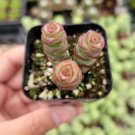 Crassula Jade Necklace Succulent Plant Fresh Garden Crassula Jade Necklace Succulent Plant Fresh Garden