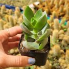 Crassula Lactea Succulent Plant Fresh Garden