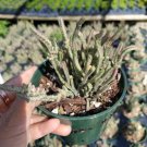 Crassula Muscosa F. Variegata Watch Chain Succulent Plant Fresh Garden Crassula Muscosa F. Variegata Watch Chain Succulent Plant Fresh Garden