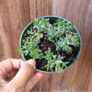 Crassula Nudicaulis Devil S Horns Succulent Plant Fresh Garden Crassula Nudicaulis Devil S Horns Succulent Plant Fresh Garden