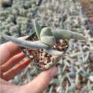 Crassula Nudicaulis Var. Herrei Succulent Plant Fresh Garden Crassula Nudicaulis Var. Herrei Succulent Plant Fresh Garden