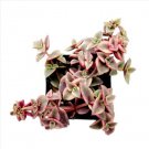 Crassula Marginalis Rubra Variegata Calico Kitten Succulent Plant Fresh Garden Crassula Marginalis Rubra Variegata Calico Kitten Succulent Plant Fresh Garden