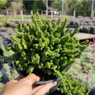 Crassula Muscosa Watch Chain Succulent Plant Fresh Garden Crassula Muscosa Watch Chain Succulent Plant Fresh Garden